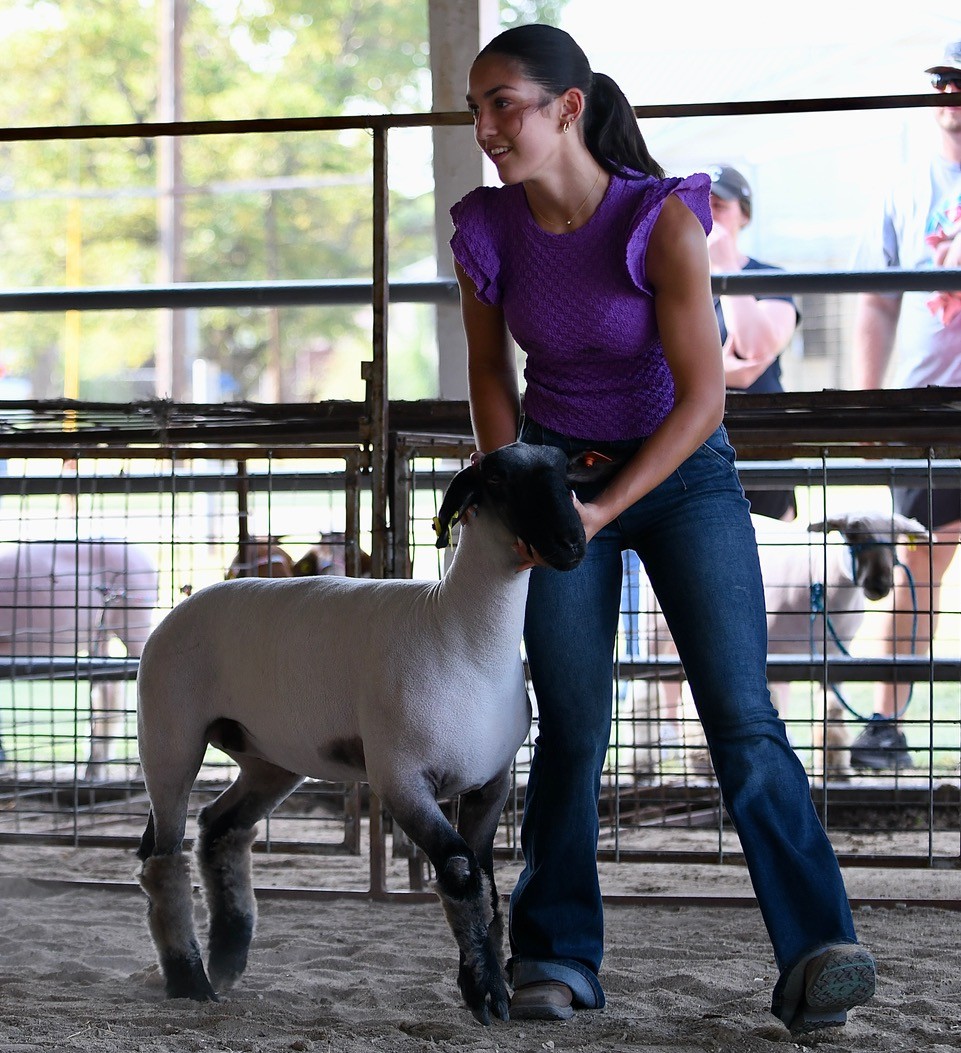 CG Sheep