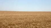 KS Wheat Field